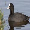 Common Coot